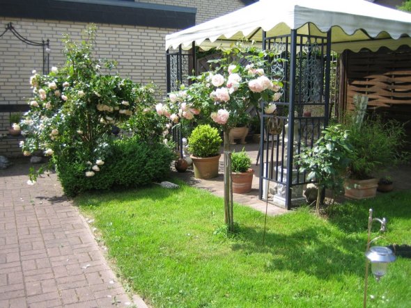 Garten 'Rosengarten 2008!'