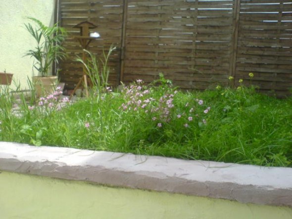 Garten mit Rasen