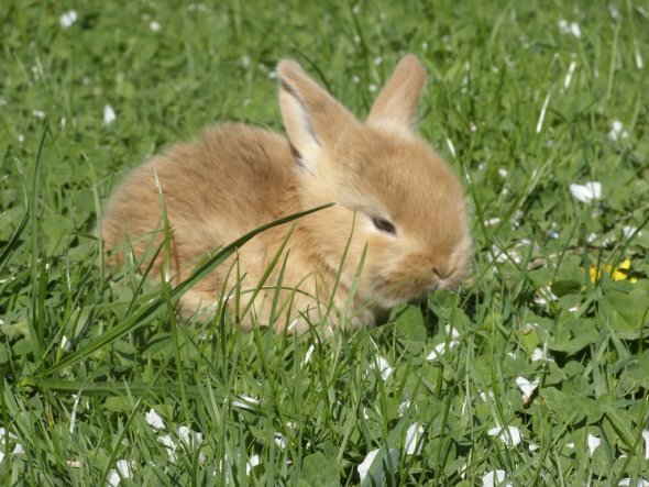 Kaninchenbaby, fast 3 Wo. alt, beim ersten Ausflug auf die Wiese...