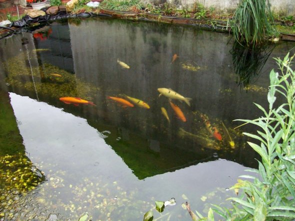 Garten 'Unser Teich'
