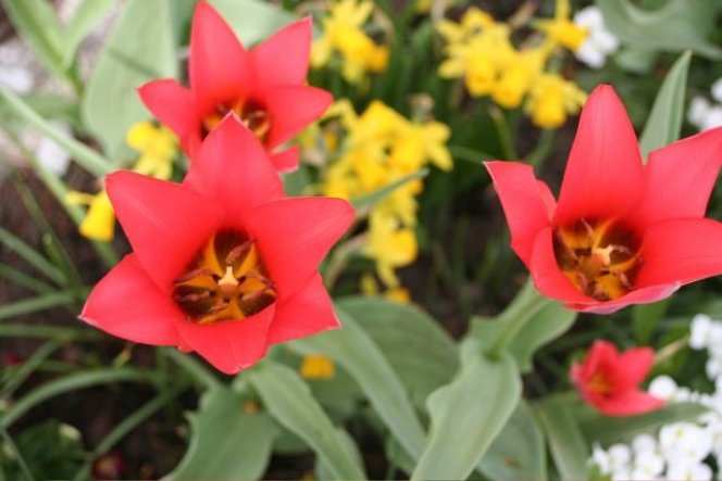 die Tulpen am Zenit ihrer Zeit (für dieses Jahr)