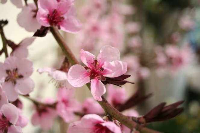 schon in voller Blüte: der Pfirsichbaum meines Vaters im Garten