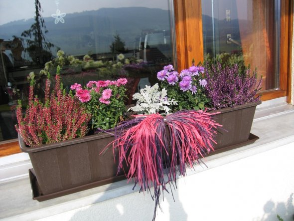 meine Winterfenster...obwohl die Sommerblumen am Balkongeländer noch immer blühen:-)