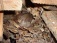 Wir glauben das ist ein Siebenschläfer , wissen es aber nicht genau (vielleicht weiß es ja jemand?)Er Überwintert(Winterschlaf)sicher unter einem Holz