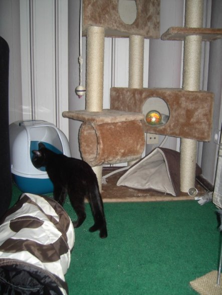 Hier seht ihr unsere Katzenecke im Wohnzimmer, hinter unserem Ecksofa.. 
Wir haben dort extra solch ein grünen balkonteppich ausgelegt,
