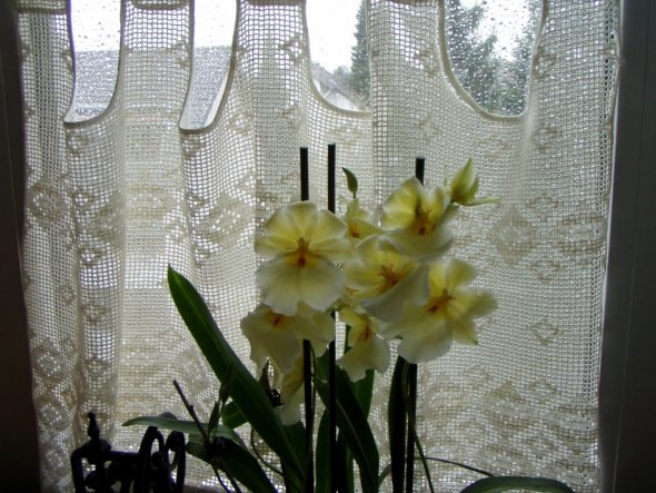 Eine Neuerwerbung: ich wußte nicht, daß Orchideen soooo duften können!