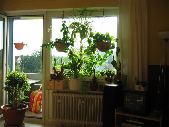 Ich liiiiiebe Pflanzen! Sie sehen nicht nur gut aus, sondern dienen auch als Blickschutz vor neugierigen Nachbarn. Nur Zimmerschau-Fans dürfen in mein
