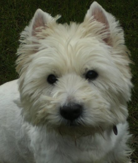 Haustiere 'West Highland Terrier'